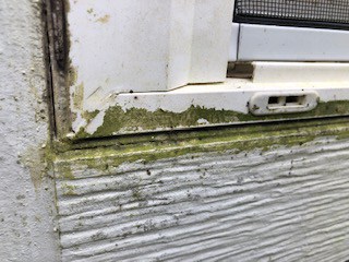 This image is from a window where mildew-resistant caulk was not used. You can see how the mildew grew along the caulk line on the exterior of the window.