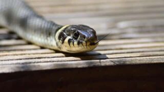 Snake in garage? Read this.