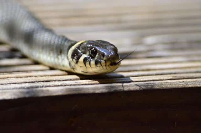Snake in garage? Read this.