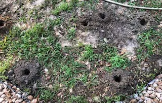 holes drilled in soil