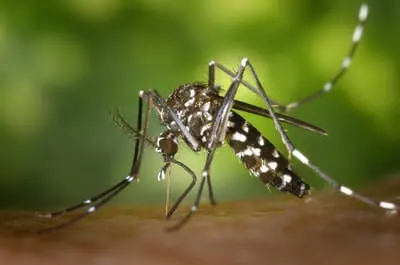 natural mosquito remedies are limited in their effectiveness.