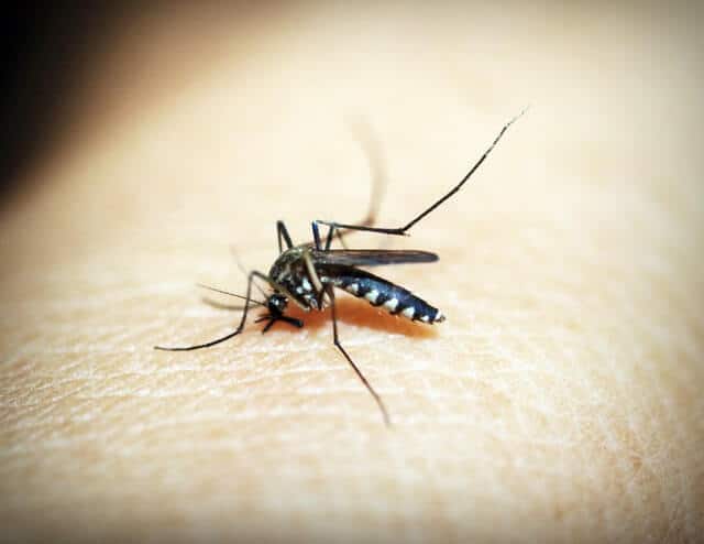 7 Things You Must Understand To Control Mosquitoes Inside & Out