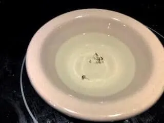Dead mosquitoes in water and dish soap.