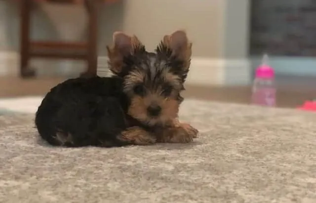 How To Get Rid Of Roaches In An Apartment With Pets