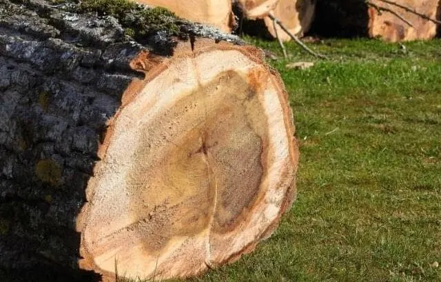 Is Poplar Wood Good for Timber Framing?  Pros & Cons