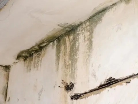 Moisture on or inside the walls can result in visible and unseen structural damage.